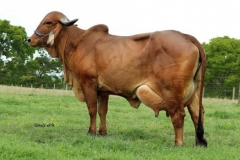Gir-Cow